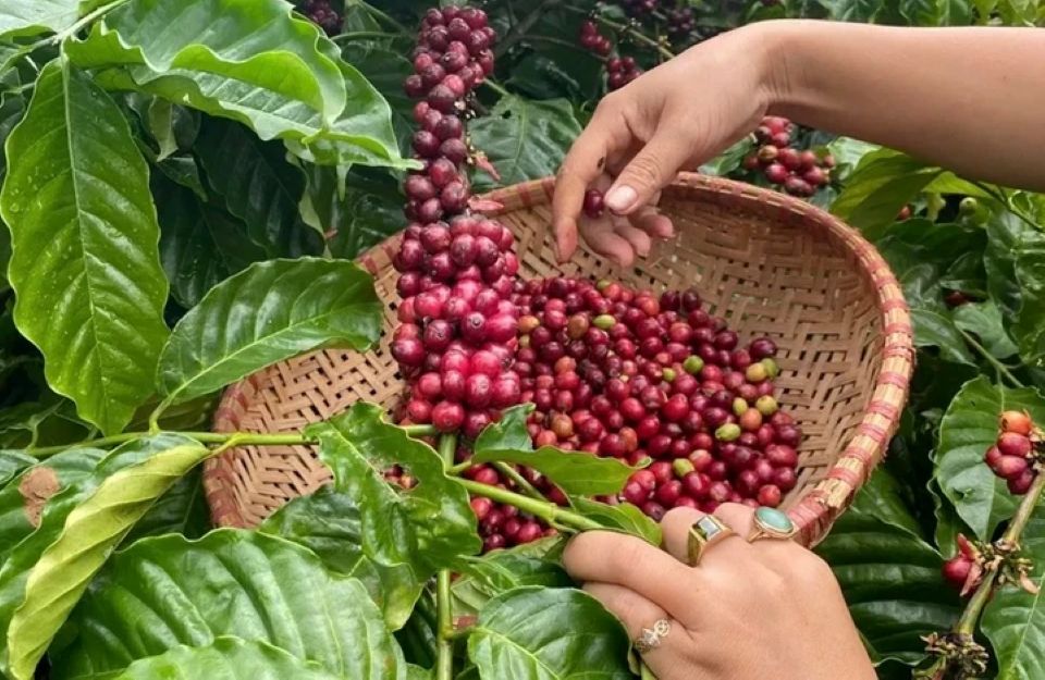 Giá nông sản ngày 14/11/2025: Diễn biến cà phê lao dốc, hồ tiêu giảm nhẹ