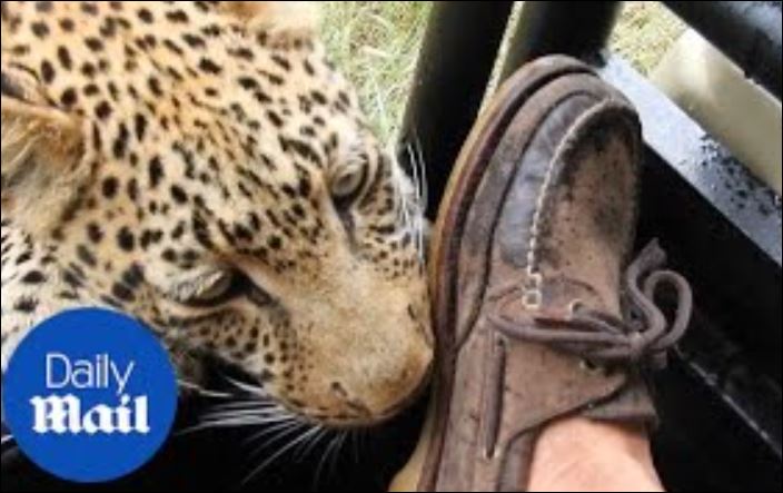 ‘Thót tim’ trước cảnh báo hoa mai ghé thăm xe du lịch, liên tục cào chân du khách