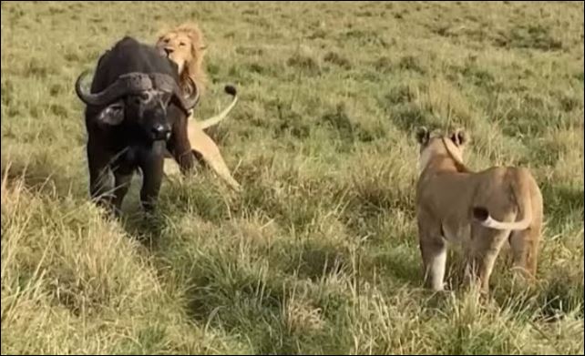 Trâu rừng bị thương kiên cường chống chọi đàn sư tử