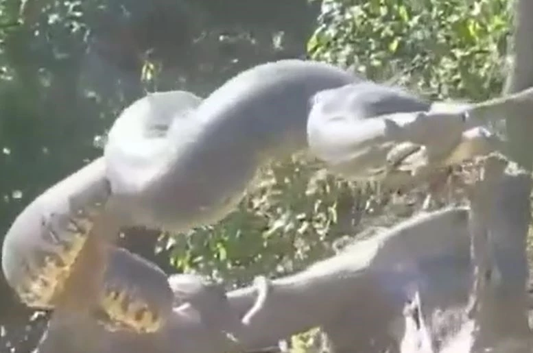 Ảnh cắt từ clip.