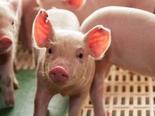 Giá heo hơi ngày 16/11/2025: Giữ ổn định trên diện rộng