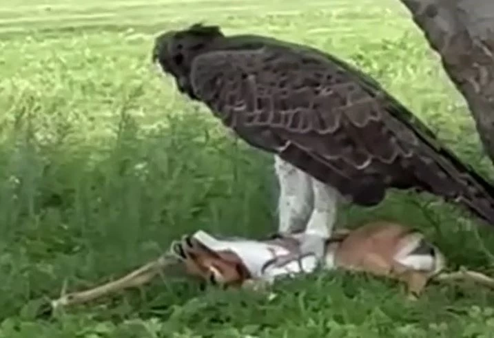 Ảnh cắt từ clip.