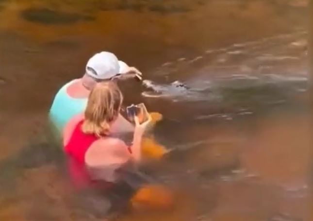 Cá sấu bơi tới gần, đôi nam nữ vẫn bình thản cho 'chúa tể đầm lầy' ăn bánh mì