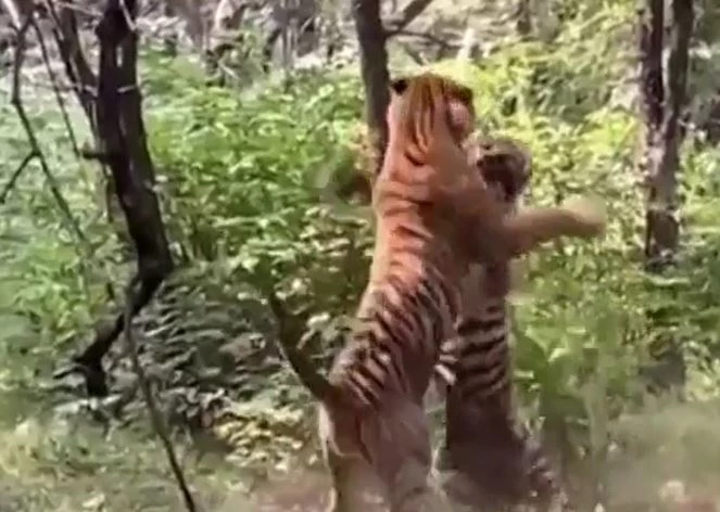 Ảnh cắt từ clip.