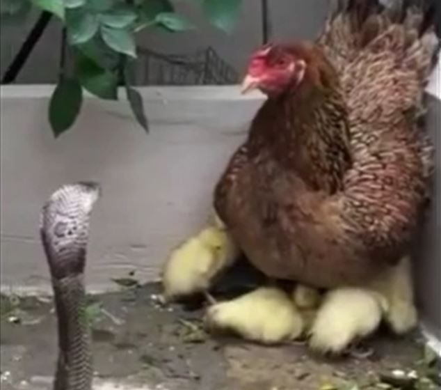 Gà mẹ liều mình tử chiến với rắn hổ mang để bảo vệ... đàn vịt con 