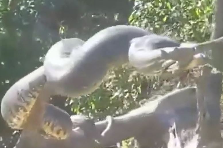 Chèo thuyền trên sông Amazon, người đàn ông sững sờ trước cảnh trăn Anaconda khổng lồ phơi nắng trên cây