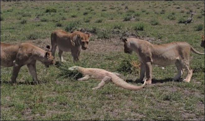 Bầy sư tử bao vây kỳ đà.