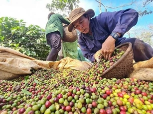 Giá nông sản ngày 17/11/2025: Cà phê và hồ tiêu cùng duy trì ổn định