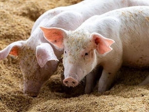 Giá heo hơi ngày 17/11/2025: Miền Bắc tăng nhẹ, miền Trung và miền Nam ổn định