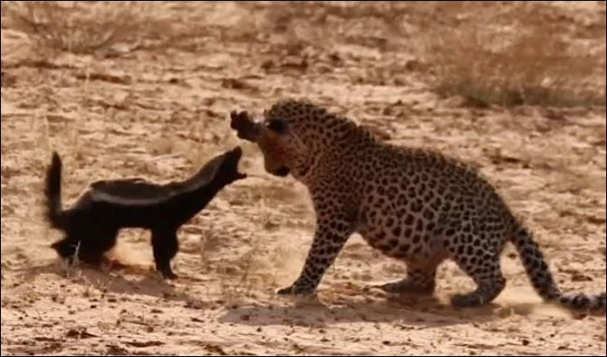 Lửng mật cố gắng phản công lại báo hoa mai.