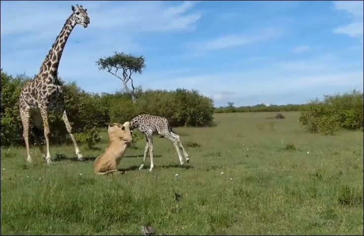 Sư tử hạ sát hươu cao cổ con.