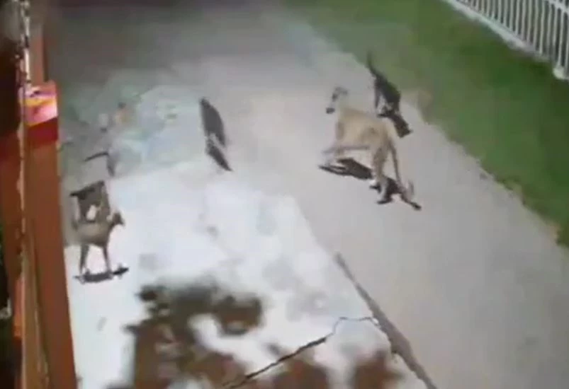 Ảnh cắt từ clip.