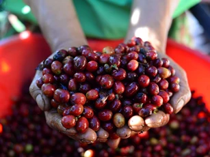 Giá nông sản ngày 18/11/2025: Hồ tiêu tăng, cà phê tiếp tục giảm