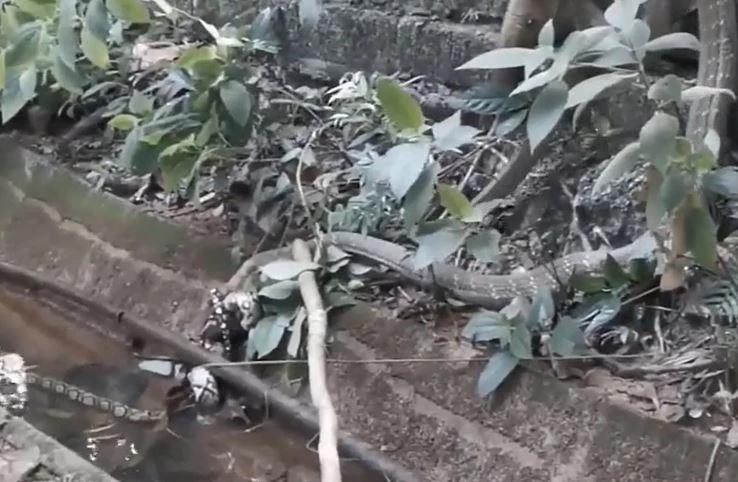 Ảnh cắt từ clip.