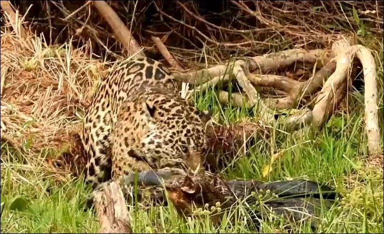 Báo hoa mai hạ sát cá sấu.