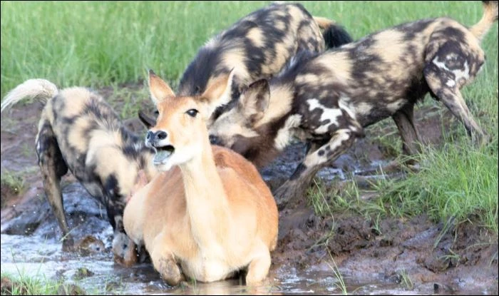 Chó hoang xẻ thịt linh dương.