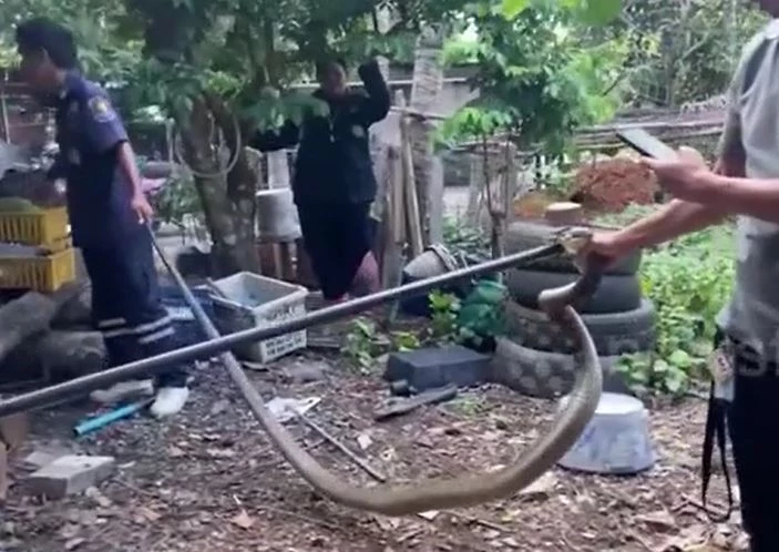 Ảnh cắt từ clip.