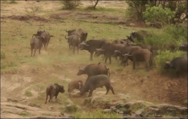 Trâu rừng húc sư tử để bảo vệ con.