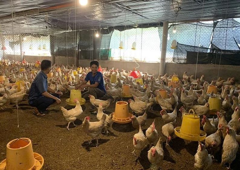 Thanh Hóa tăng tốc phục hồi ngành chăn nuôi sau bão lũ