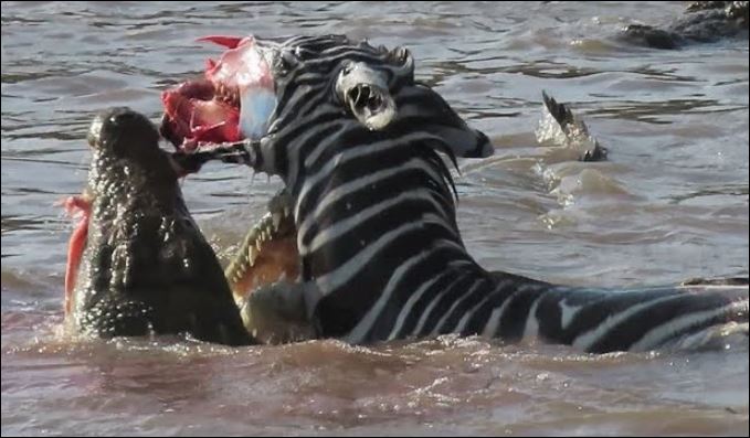 Ngựa vằn tuyệt vọng tìm sự sống khi bị cả bầy cá sấu tấn công