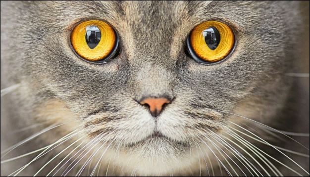 Nuôi mèo có thể làm tăng gấp đôi nguy cơ mắc bệnh tâm thần phân liệt?