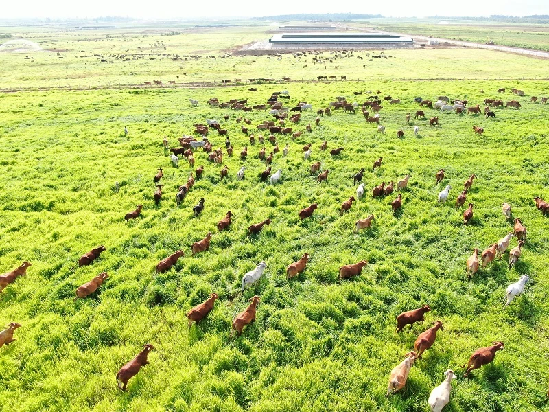 Dự án chăn nuôi bò thịt Ia Puch của Thaco Agri. Dự án chăn nuôi bò thịt Ia Puch của Thaco Agri.