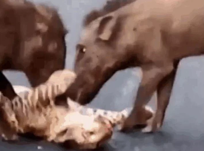 Ảnh cắt từ clip.