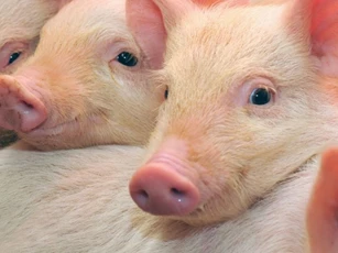 Giá heo hơi ngày 19/11/2025: Tăng 1.000 - 2.000 đồng/kg trên cả nước