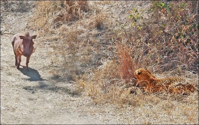 Báo hoa mai phục kích lợn bướu.
