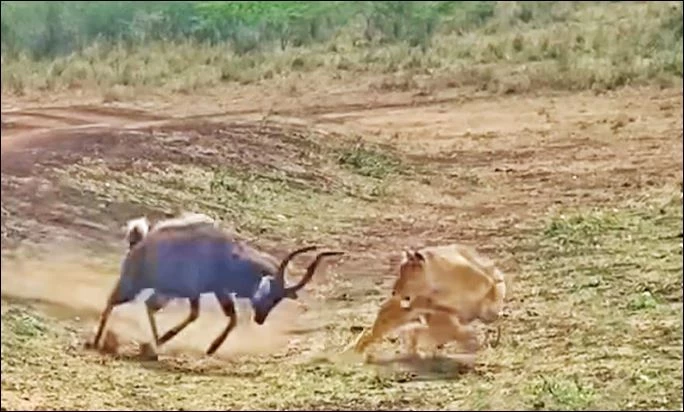 Linh dương tấn công sư tử.