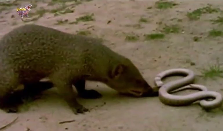 Ảnh cắt từ clip.