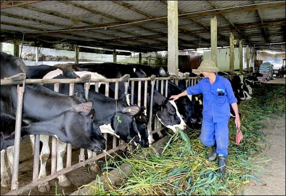 Gần 133,8 tỷ đồng phát triển chăn nuôi bò sữa tại các xã trọng điểm ở Lâm Đồng