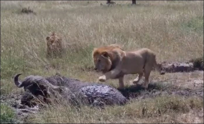 Sư tử chạm vào trâu rừng.