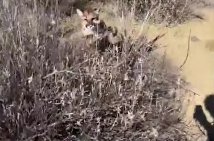 Ảnh cắt từ clip.