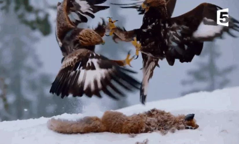 Ảnh cắt từ clip.