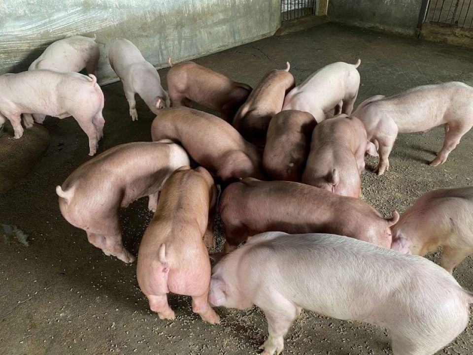 Gi&#xE1; heo h&#x1A1;i ng&#xE0;y 20/11/2025: &#x110;&#xE0; t&#x103;ng nh&#x1EB9; ti&#x1EBF;p t&#x1EE5;c tr&#xEA;n c&#x1EA3; 3 mi&#x1EC1;n