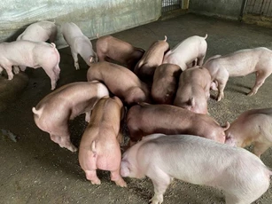 Giá heo hơi ngày 20/11/2025: Đà tăng nhẹ tiếp tục trên cả 3 miền