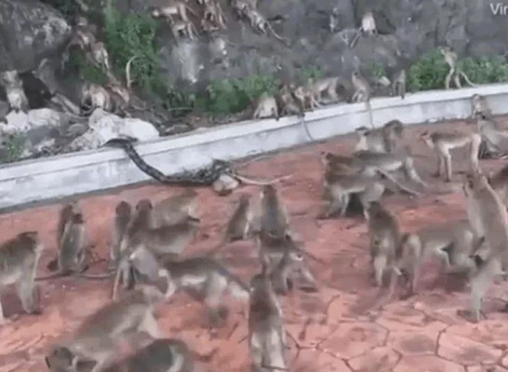 Ảnh cắt từ clip.