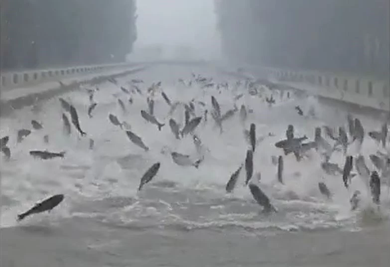 Ảnh cắt từ clip.