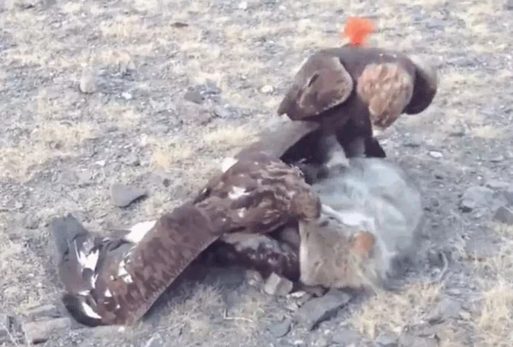 Ảnh cắt từ clip.