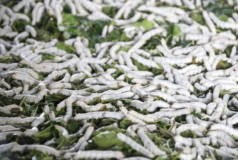 Tằm được nuôi trong nhà màn, hạn chế được mầm bệnh. Ảnh: Báo Lâm Đồng.