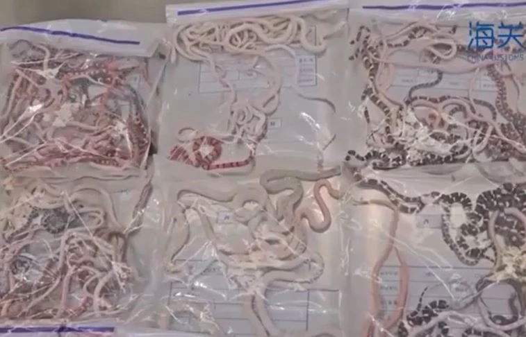 Ảnh cắt từ clip.