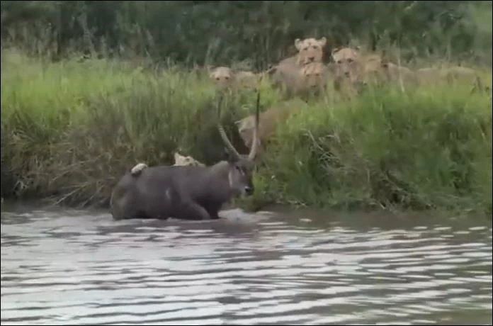 Sư tử lao xuống hồ săn linh dương.