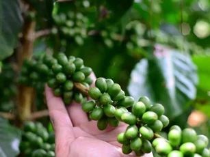 Giá nông sản ngày 22/11/2025: Cà phê và hồ tiêu đồng loạt tăng mạnh