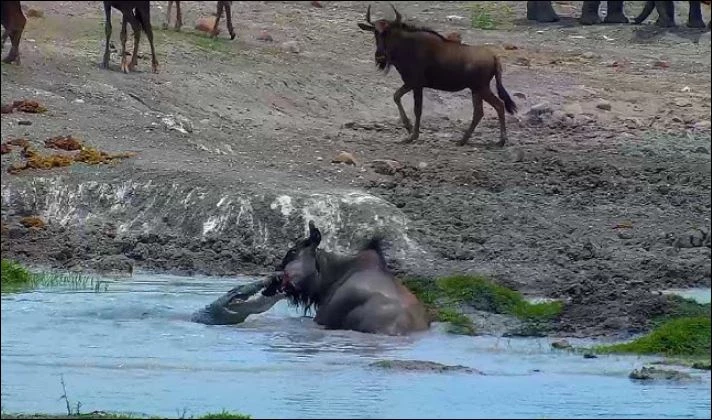 Cá sấu tấn công linh dương đầu bò.