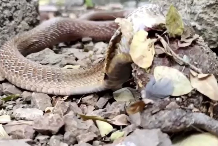 Ảnh cắt từ clip.