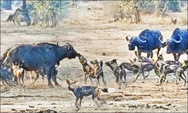 Bầy chó hoang tấn công trâu rừng.