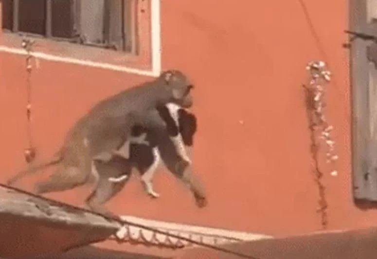 Ảnh cắt từ clip.