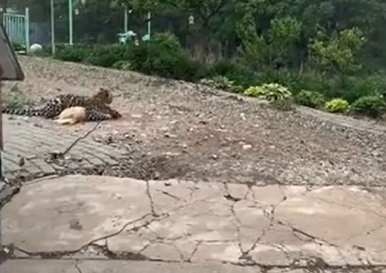 Ảnh cắt từ clip.