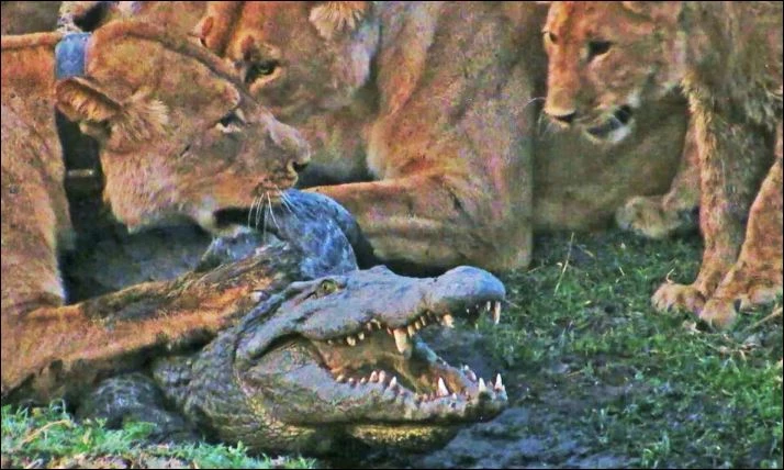 Sư tử hạ sát cá sấu.